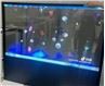 Průhledný OLED displej